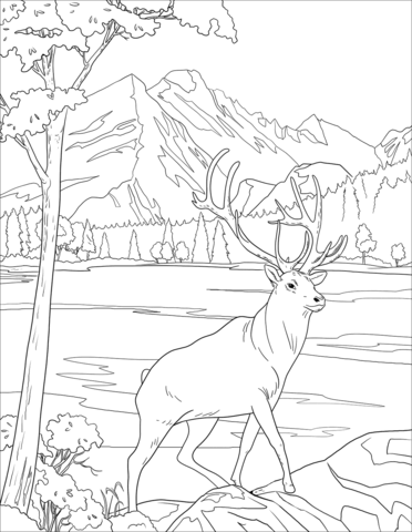 Mule Deer Coloring Page